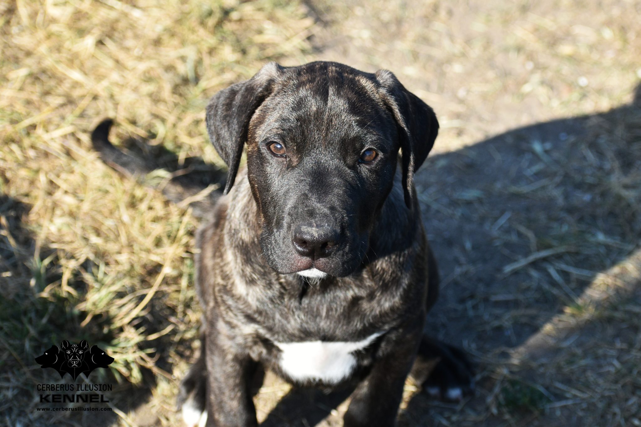 TOP Uruguayan Cimarron for sale in Cerberus Illusion Kennel