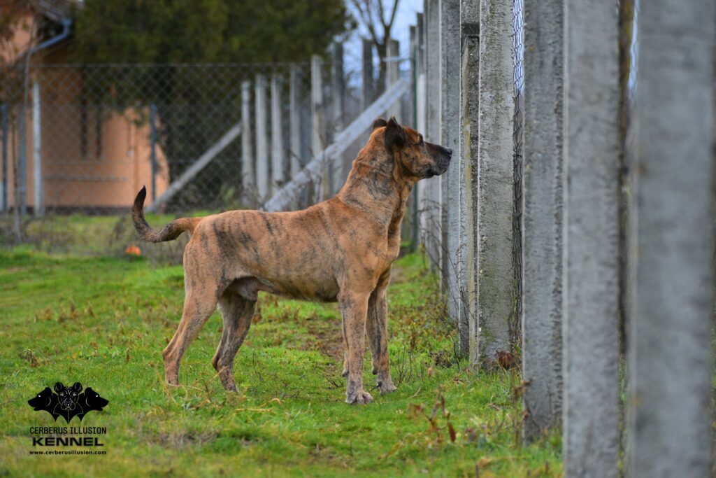 cimarron uruguayo cerberus illusion Tinu