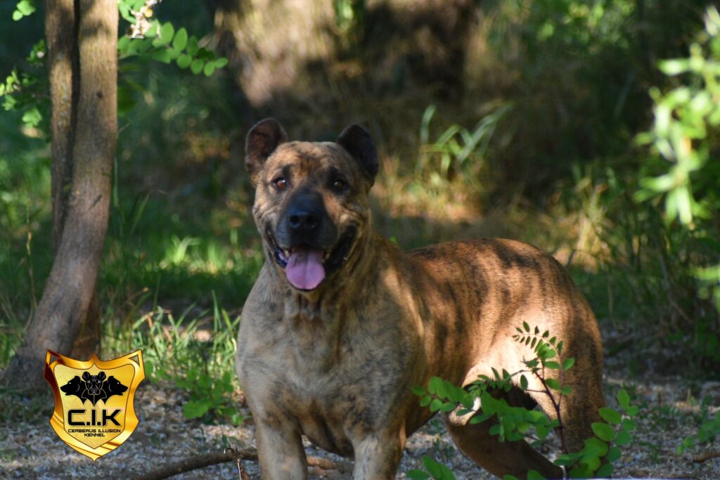 cimarron uruguayo cerberus illusion Tinu