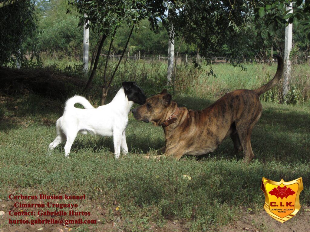 cimarron uruguayo cerberus illusion Tinu