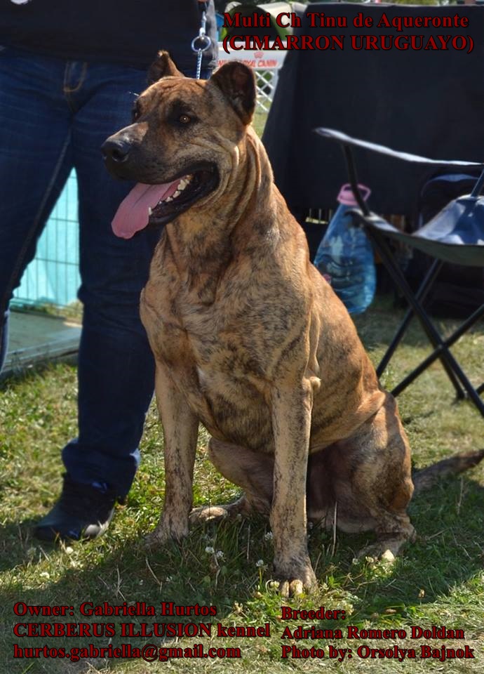 cimarron uruguayo cerberus illusion Tinu