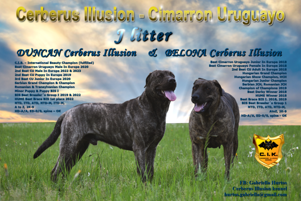 J litter Cerberus Illusion