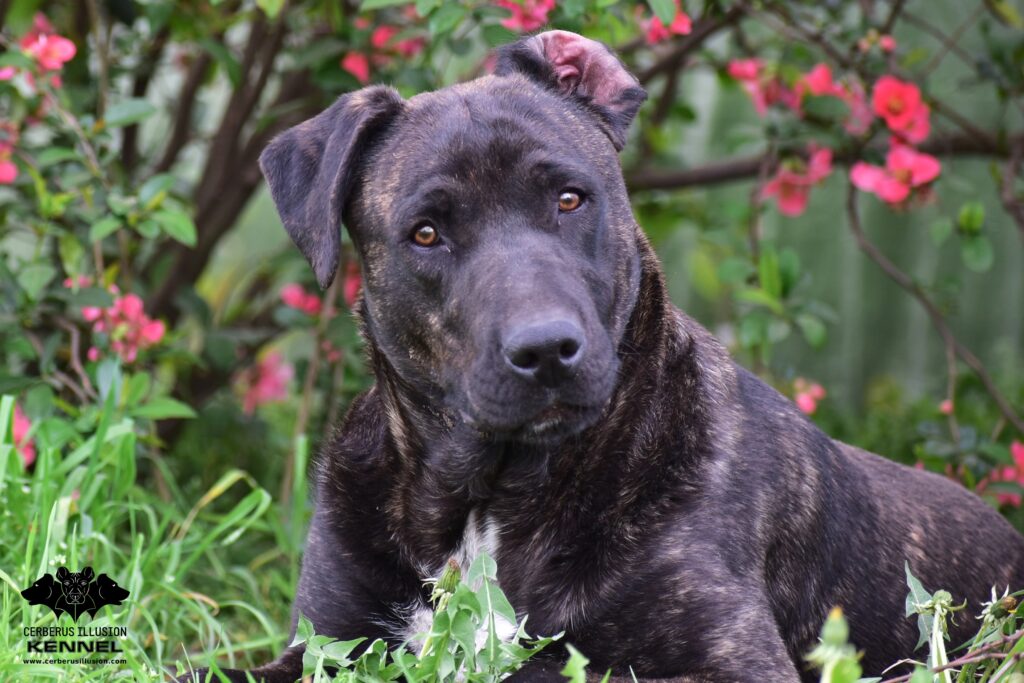 Ivanhoe Cerberus Illusion Cimarron Uruguayo