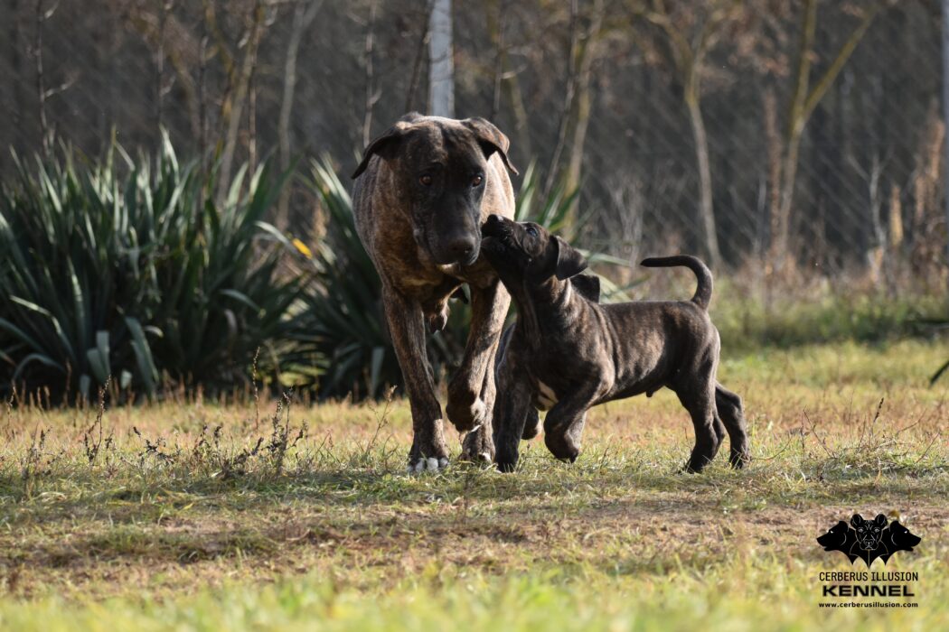 J litter cerberus illusion