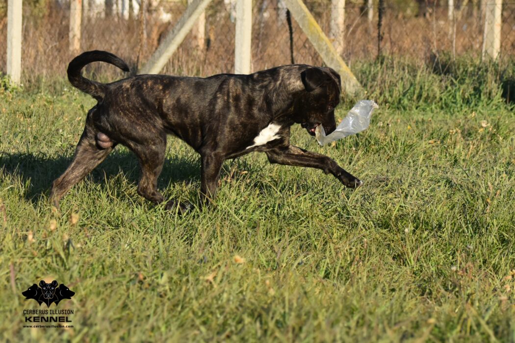 Ivanhoe Cerberus Illusion Cimarron Uruguayo Uruguayi Cimarron