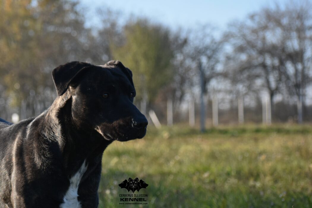 Ivanhoe Cerberus Illusion Cimarron Uruguayo Uruguayi Cimarron