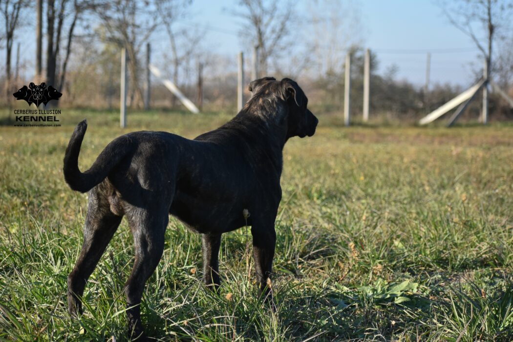 Ivanhoe Cerberus Illusion Cimarron Uruguayo Uruguayi Cimarron