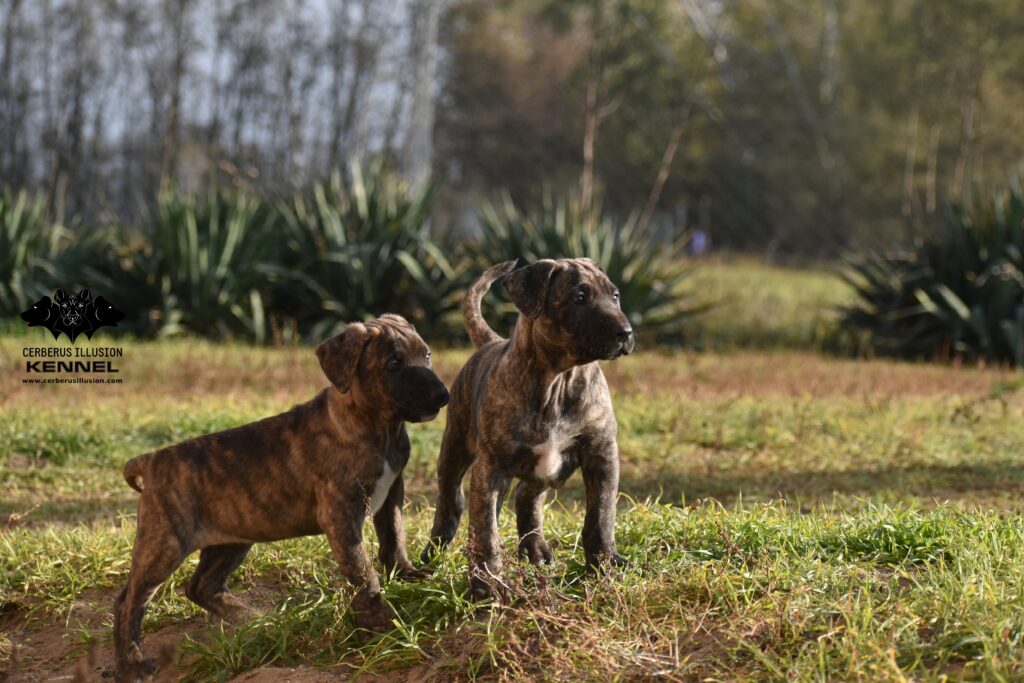 J litter cerberus illusion