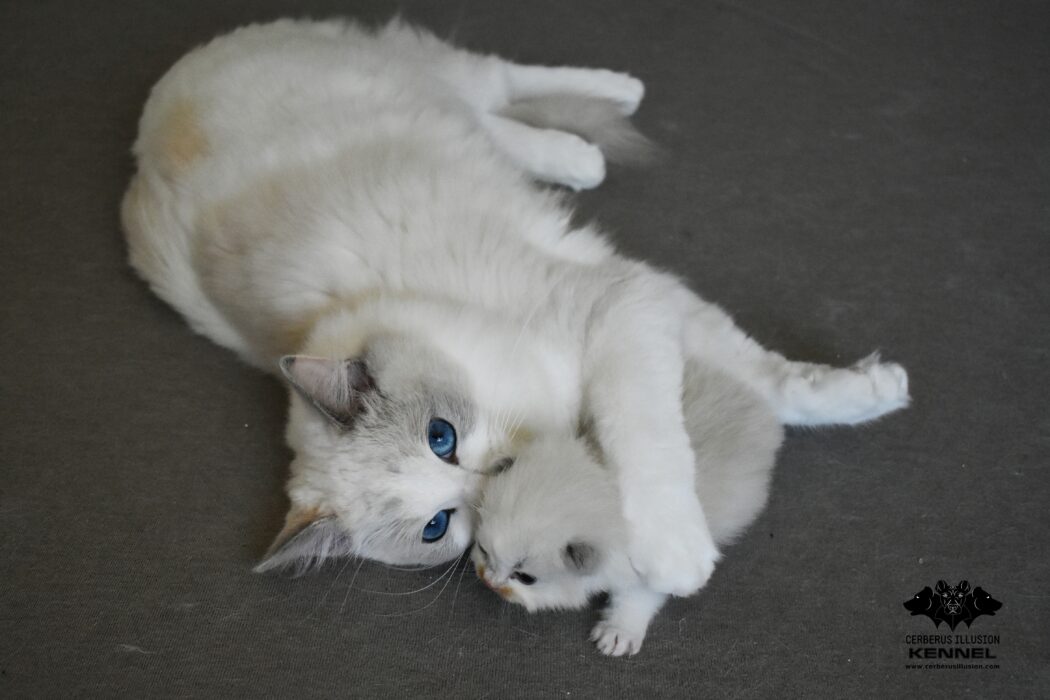 Ragdoll kitten