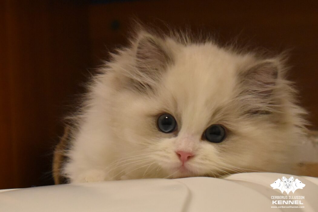 Ragdoll kitten