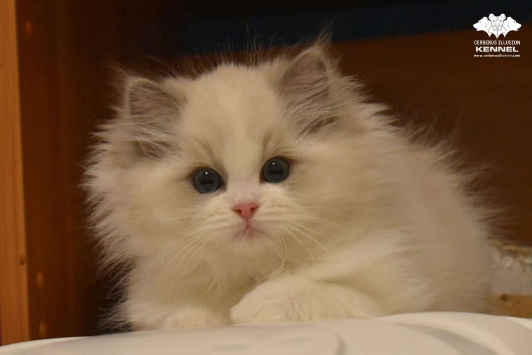 Ragdoll kitten