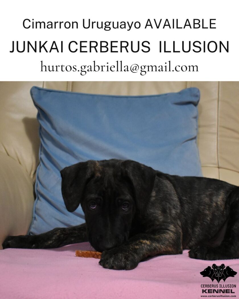 Cimarron puppy for sale - Junkai Cerberus Illusion