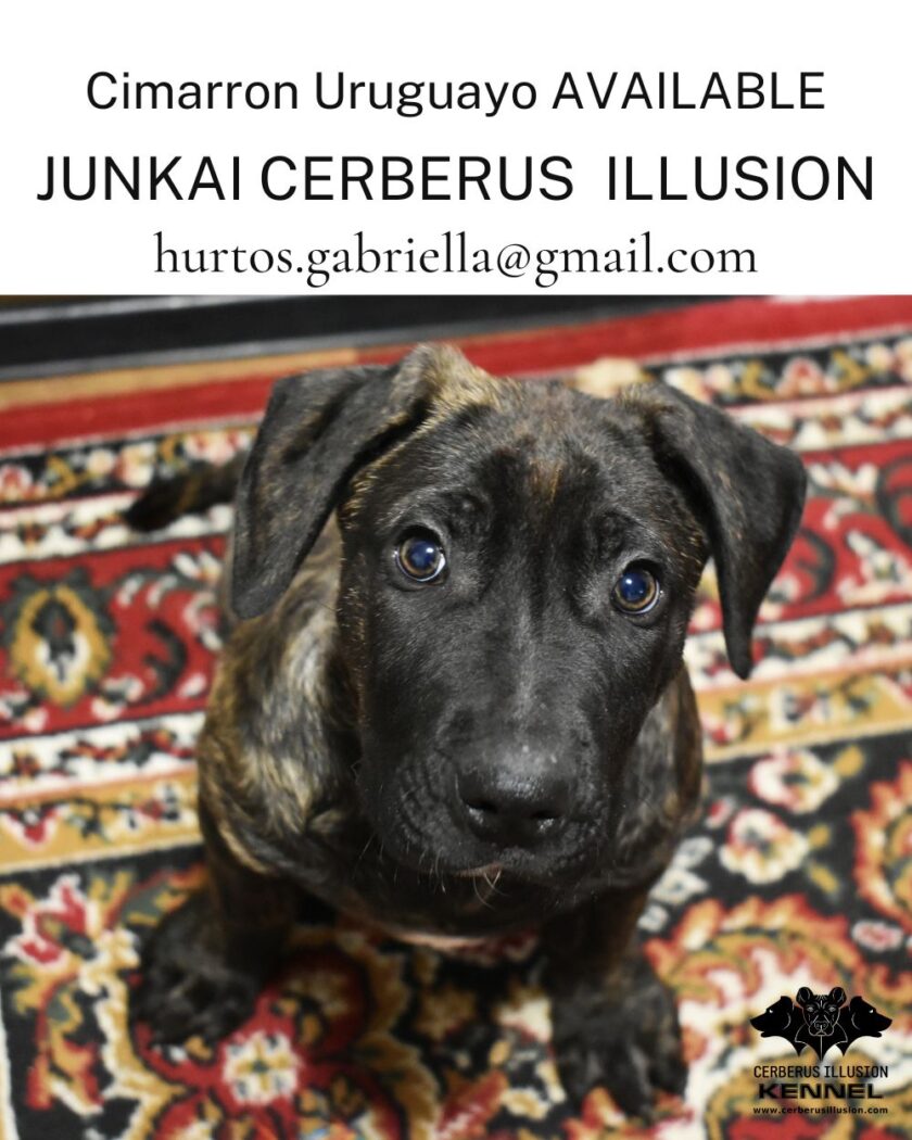 Cimarron puppy for sale - Junkai Cerberus Illusion