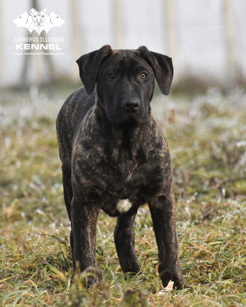 Cimarron puppy for sale - Junkai Cerberus Illusion